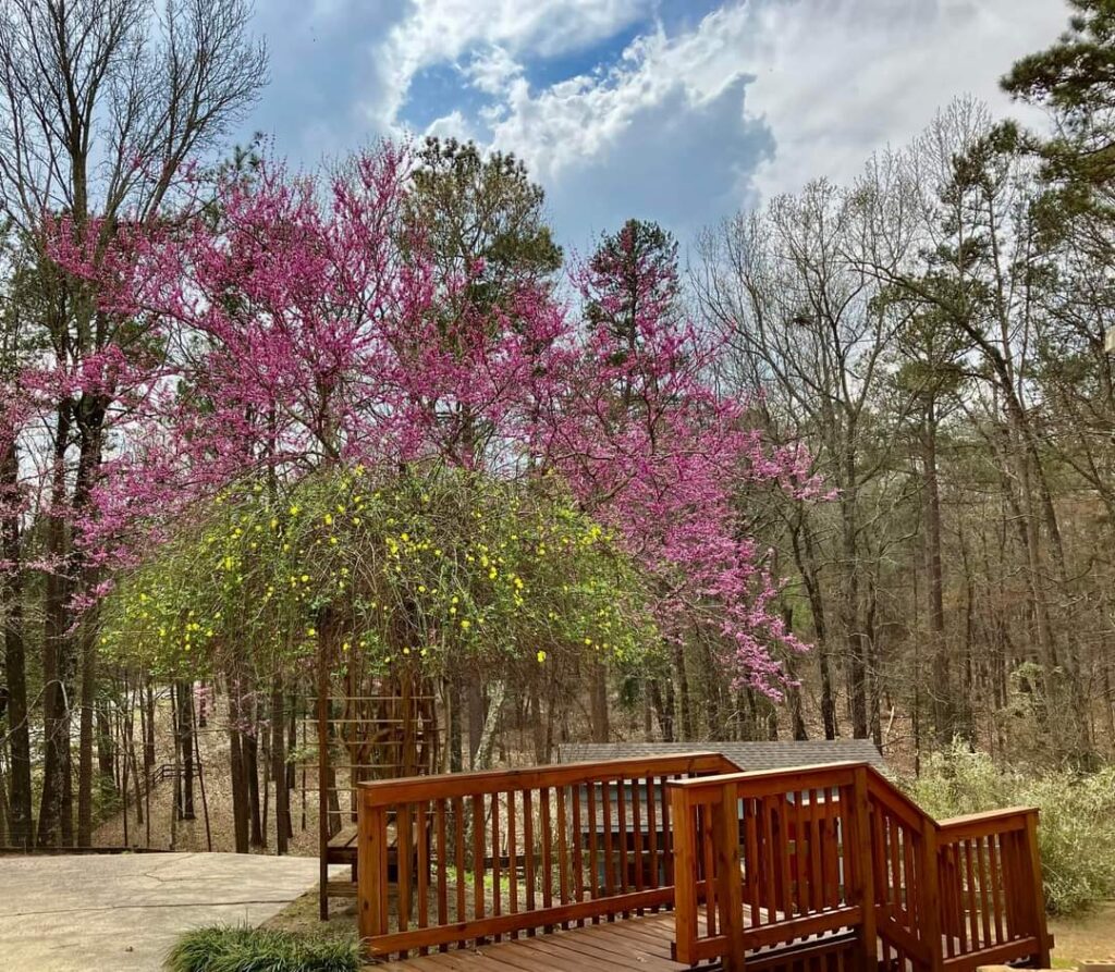 When Should You Stain a New Deck in Augusta, GA? (Why Waiting 1 Year Ruins Wood)